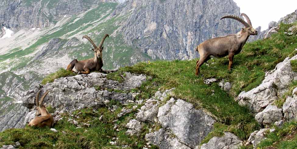 Riezlern, Kleinwalsertal (individueel)