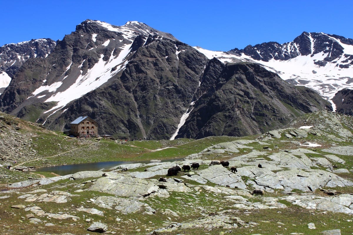 Ortler Trek