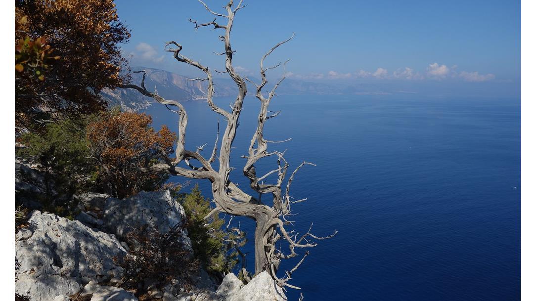 Selvaggio Blu - Original