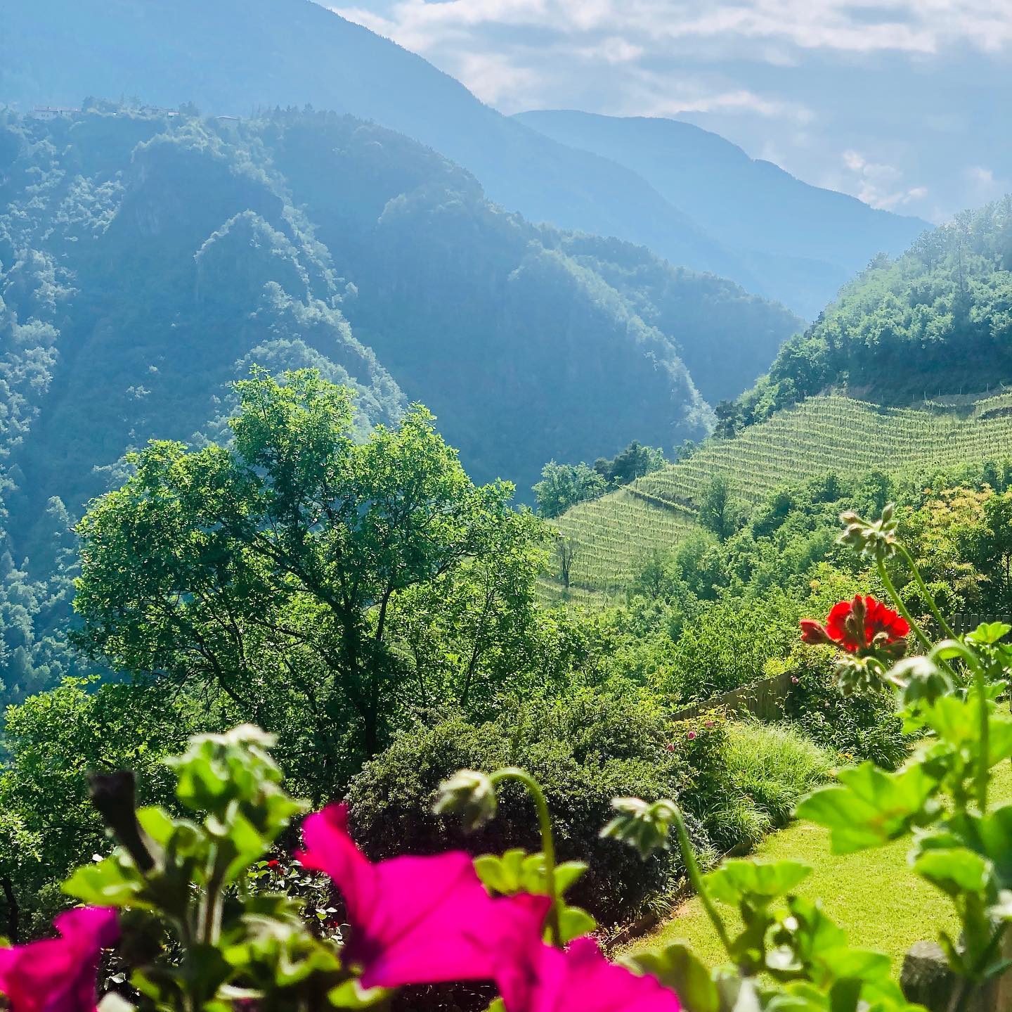 Tiers, Rosengarten (individueel)