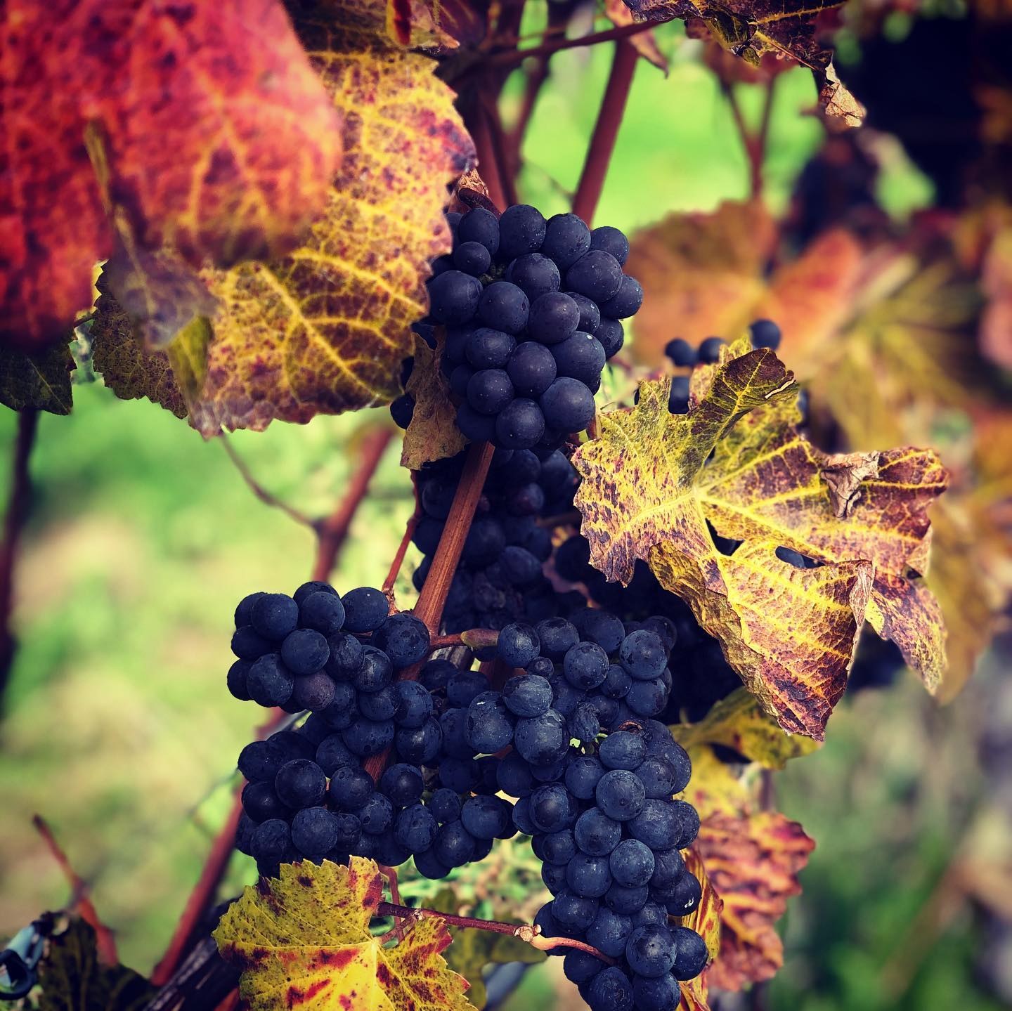 Tiers, Rosengarten (individueel)