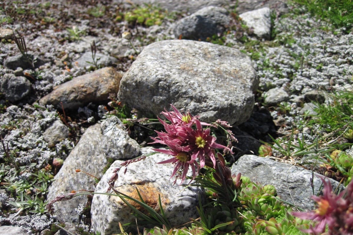 Stubaier Höhenweg Small
