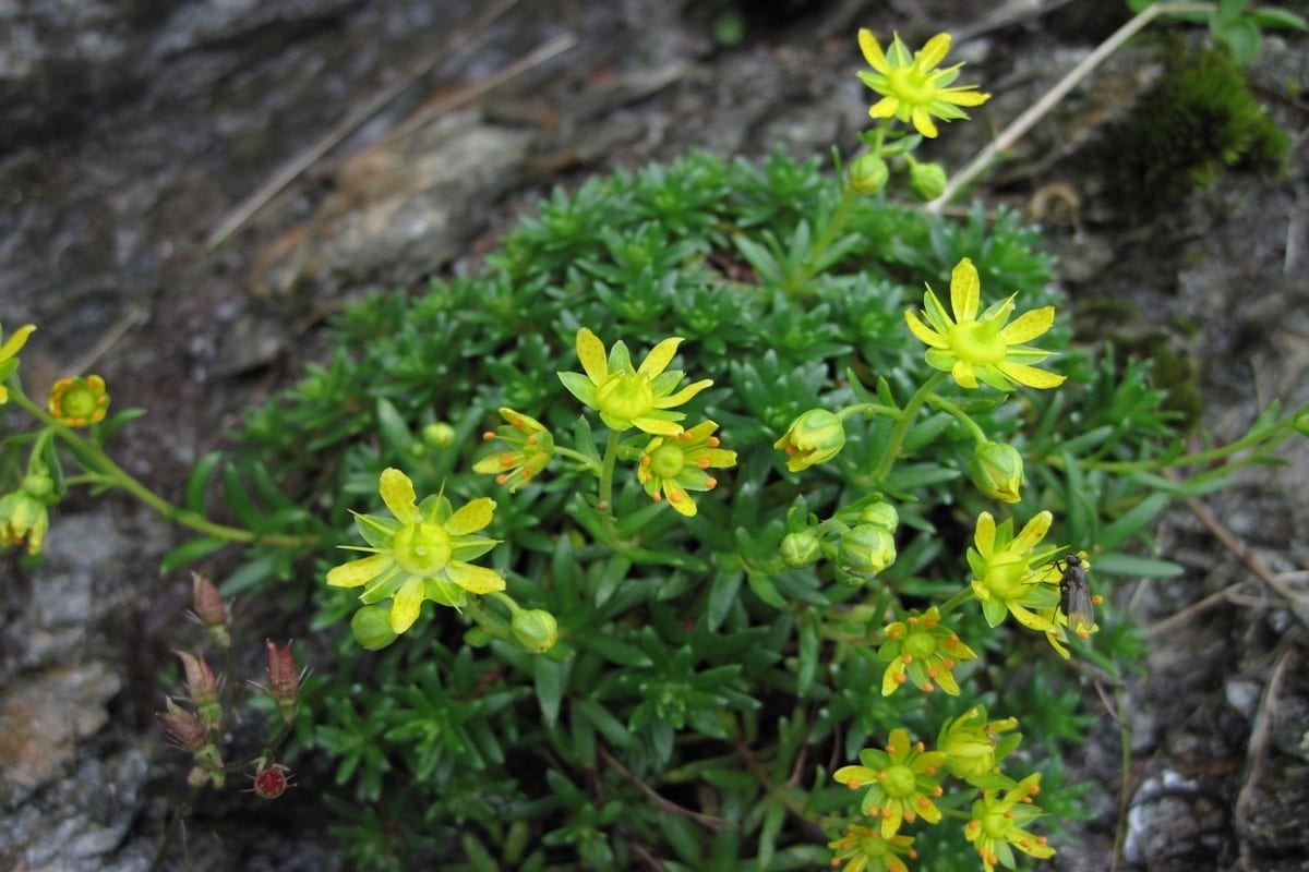 Stubaier Höhenweg Small