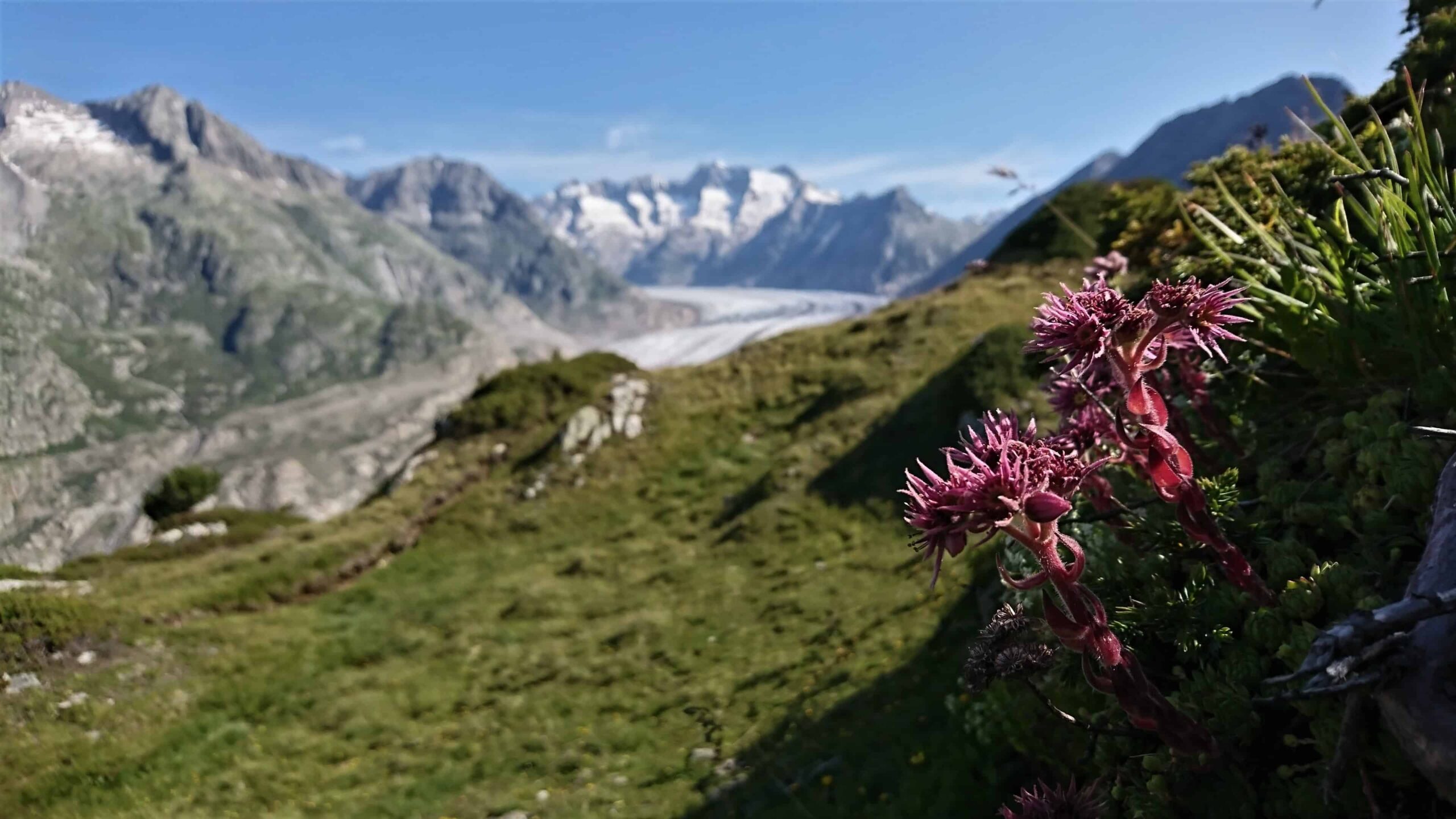 Aletsch Panoramaweg en Lötschberg