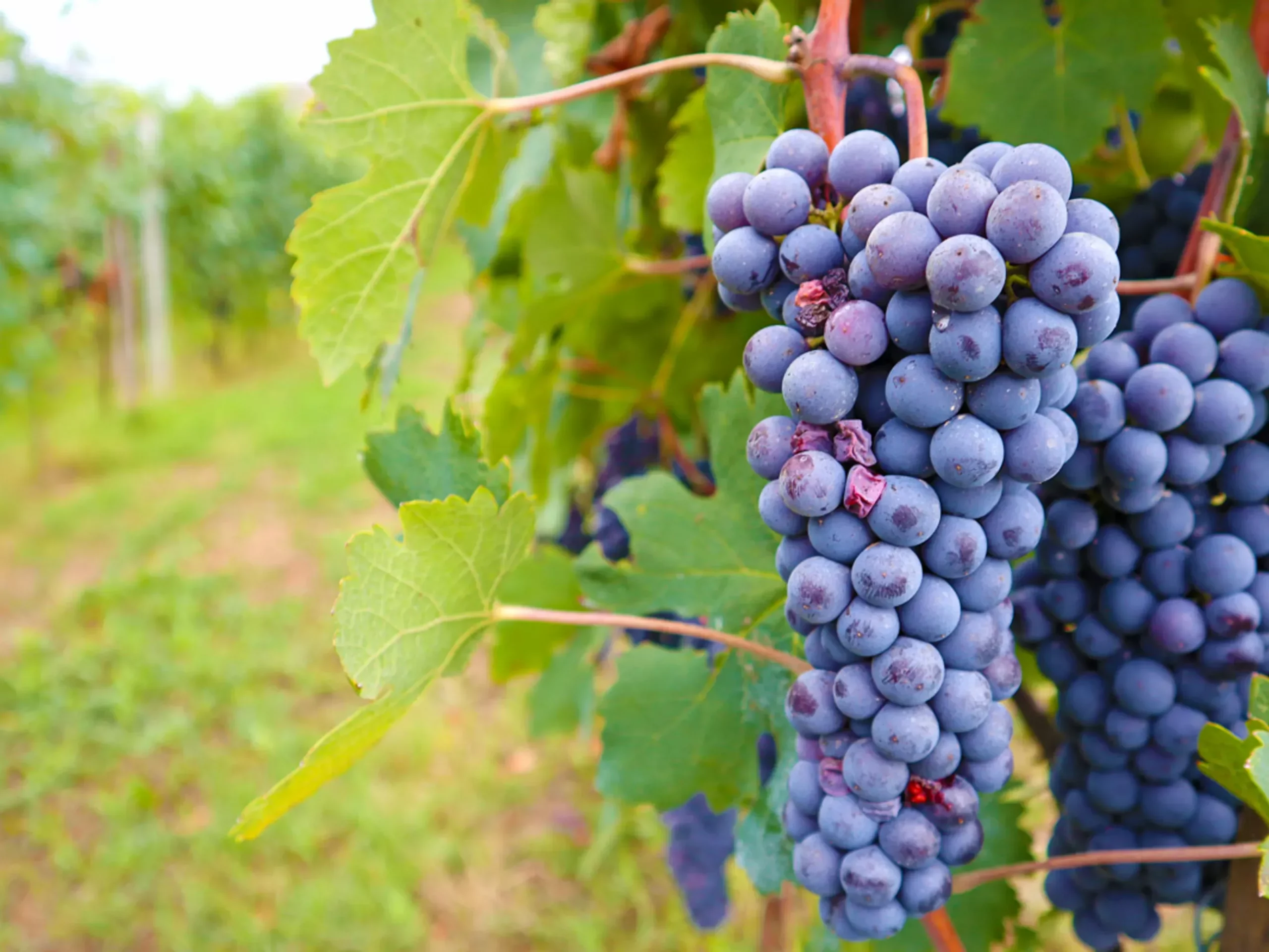 van de Langhe naar de Riviera