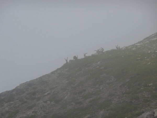 Lechtaler Trek